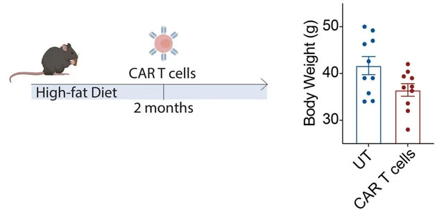 Tế bào CAR T giúp chuột già trẻ lại, chuột non lâu già hơn.